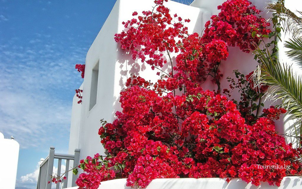 White houses with blooming bougainvillea everywhere in Mykonos