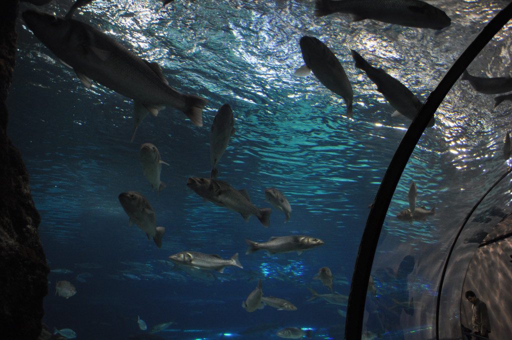 The Aquarium of Barcelona